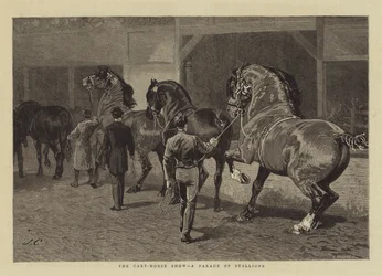 La mostra del cavallo da tiro, una parata di stalloni